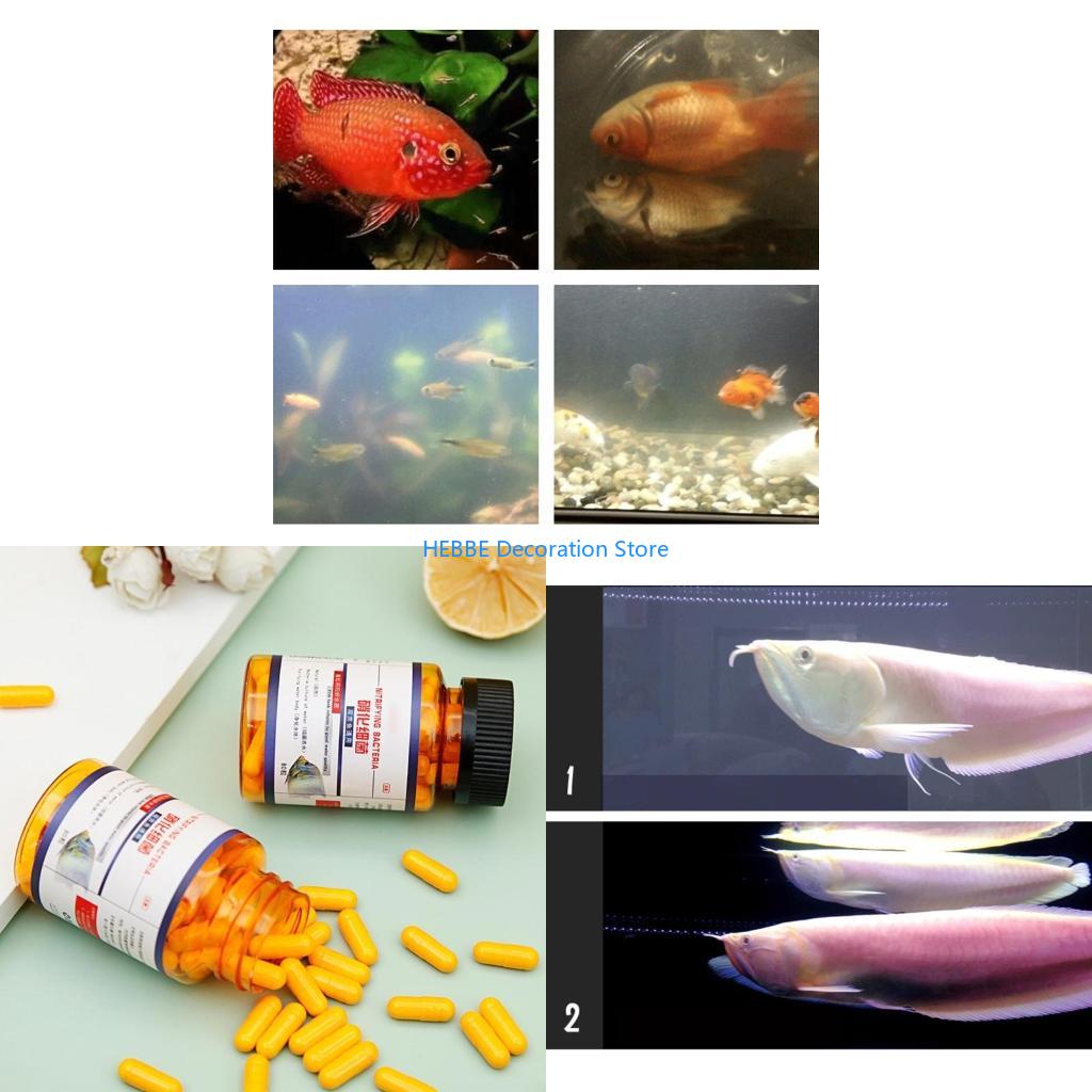 Aquarium Fish Medicine - B0kc 30/80 PCS Kapsul bakteri nitrifikasi