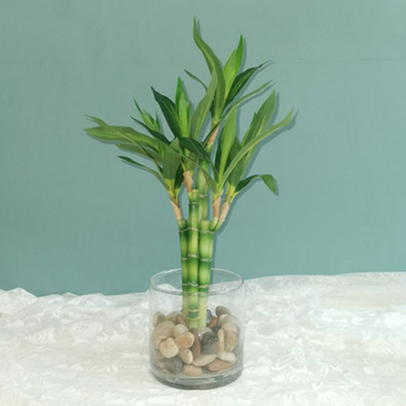 Aquarium Fish Items - Baru 40Cm RFtificial Bambu Beruntung Tanaman