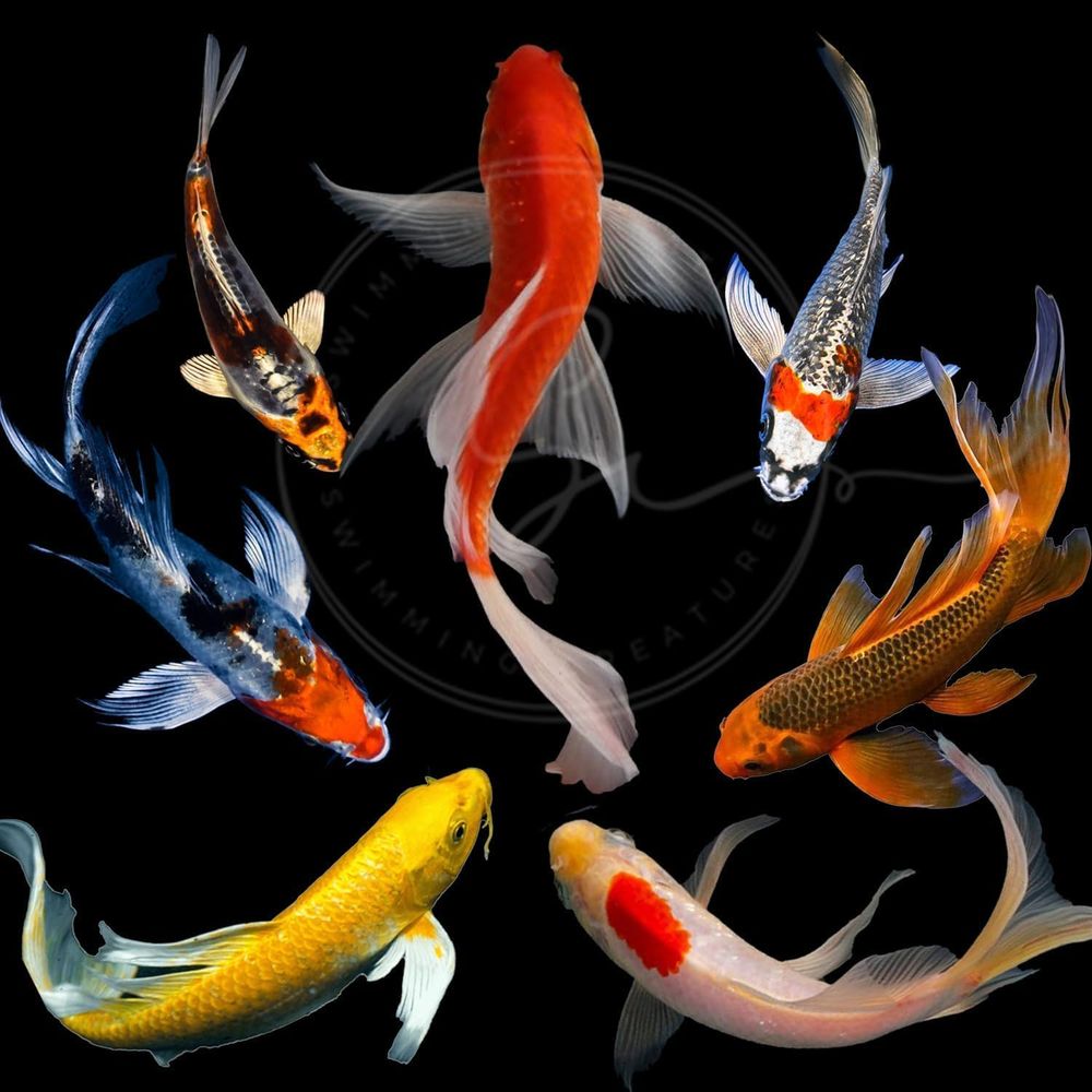 Aquarium Fish Koi - Ikan Koi Warna-warni untuk Kolam dan
