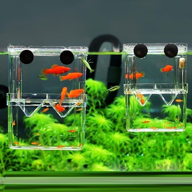 Aquarium Fish Jar - Akuarium ikan multifungsi kotak isolasi pembiakan