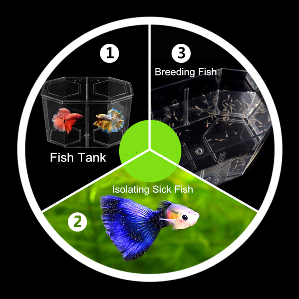Tangki ikan cuppy Akuarium Dua - Aquarium Goldfish ulasan dan harga
