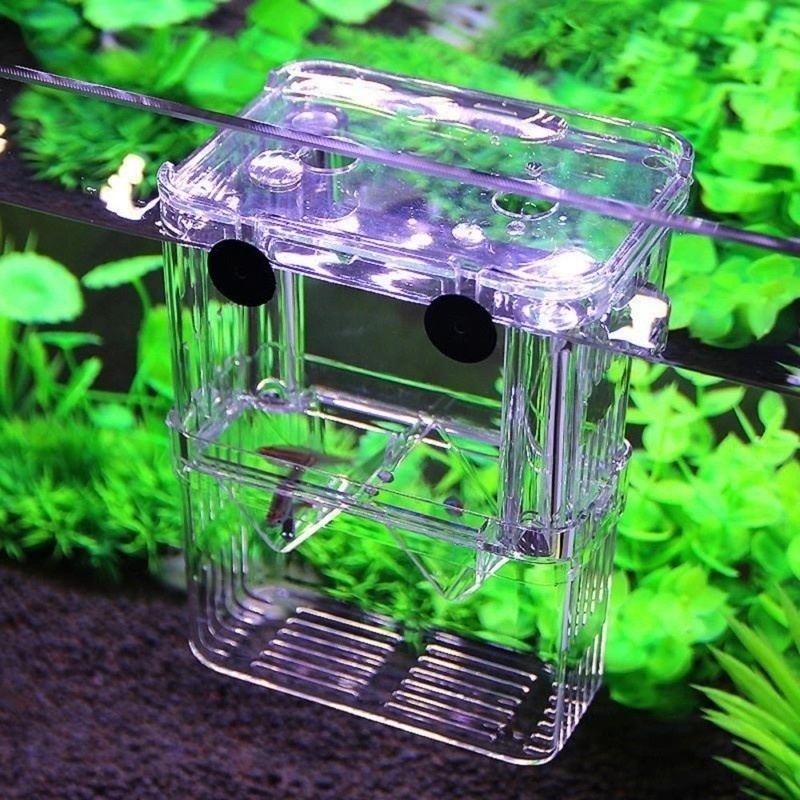 Akuarium ikan multifungsi kota - Aquarium Fish Jar ulasan dan harga