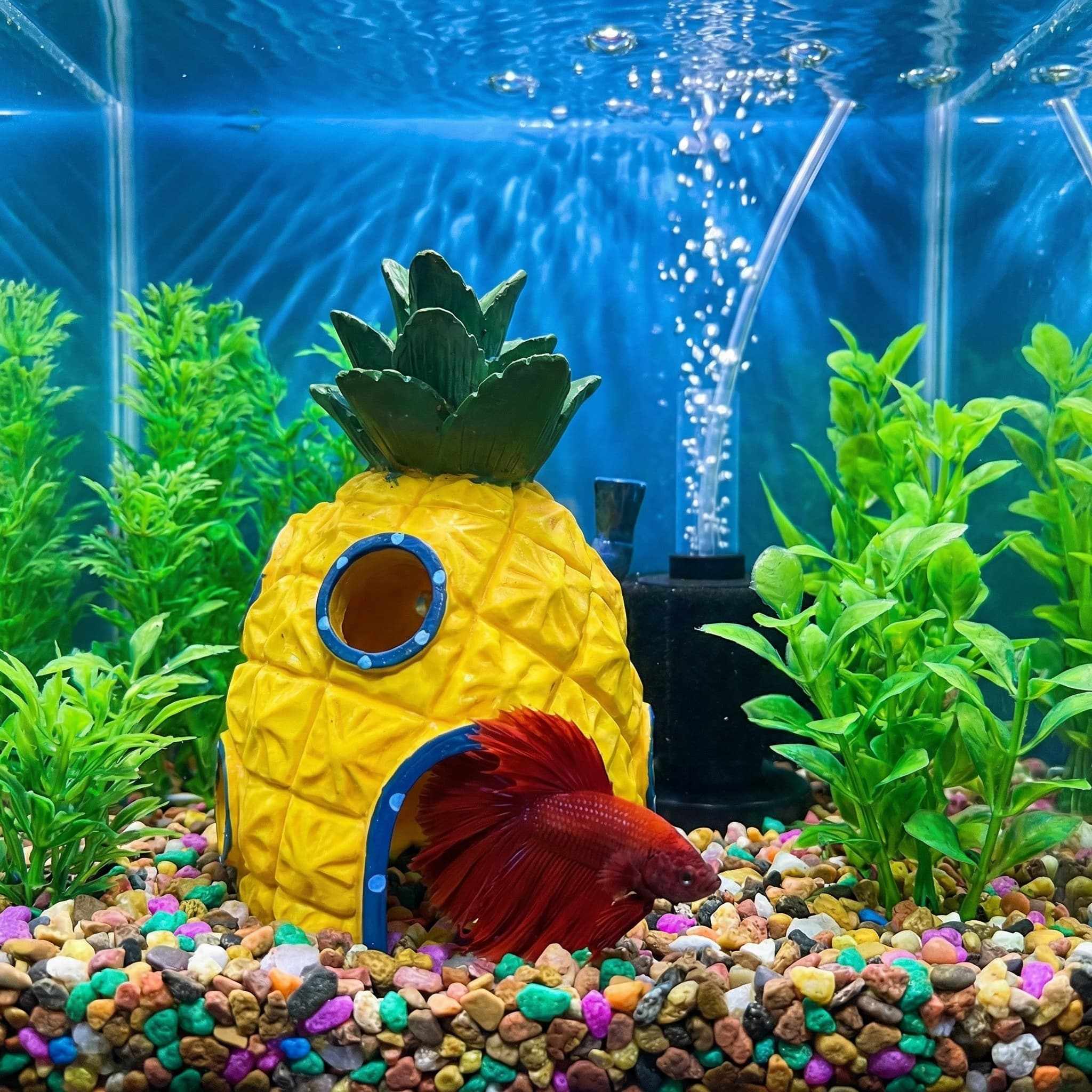 Dekorasi Akuarium Rumah Nanas, - Aquarium Fish Games ulasan dan harga