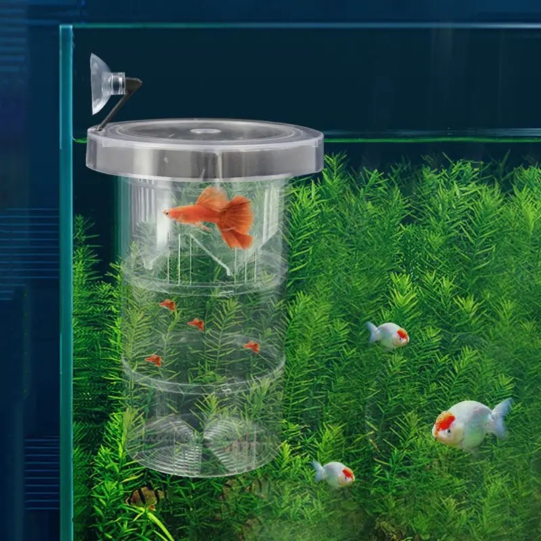 Kotak Isolasi Pembiakan Ikan A - Aquarium Fish Jar ulasan dan harga