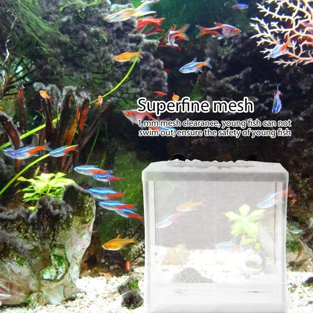 Kotak Isolasi Hatchery untuk A - Aquarium Fish Jar ulasan dan harga