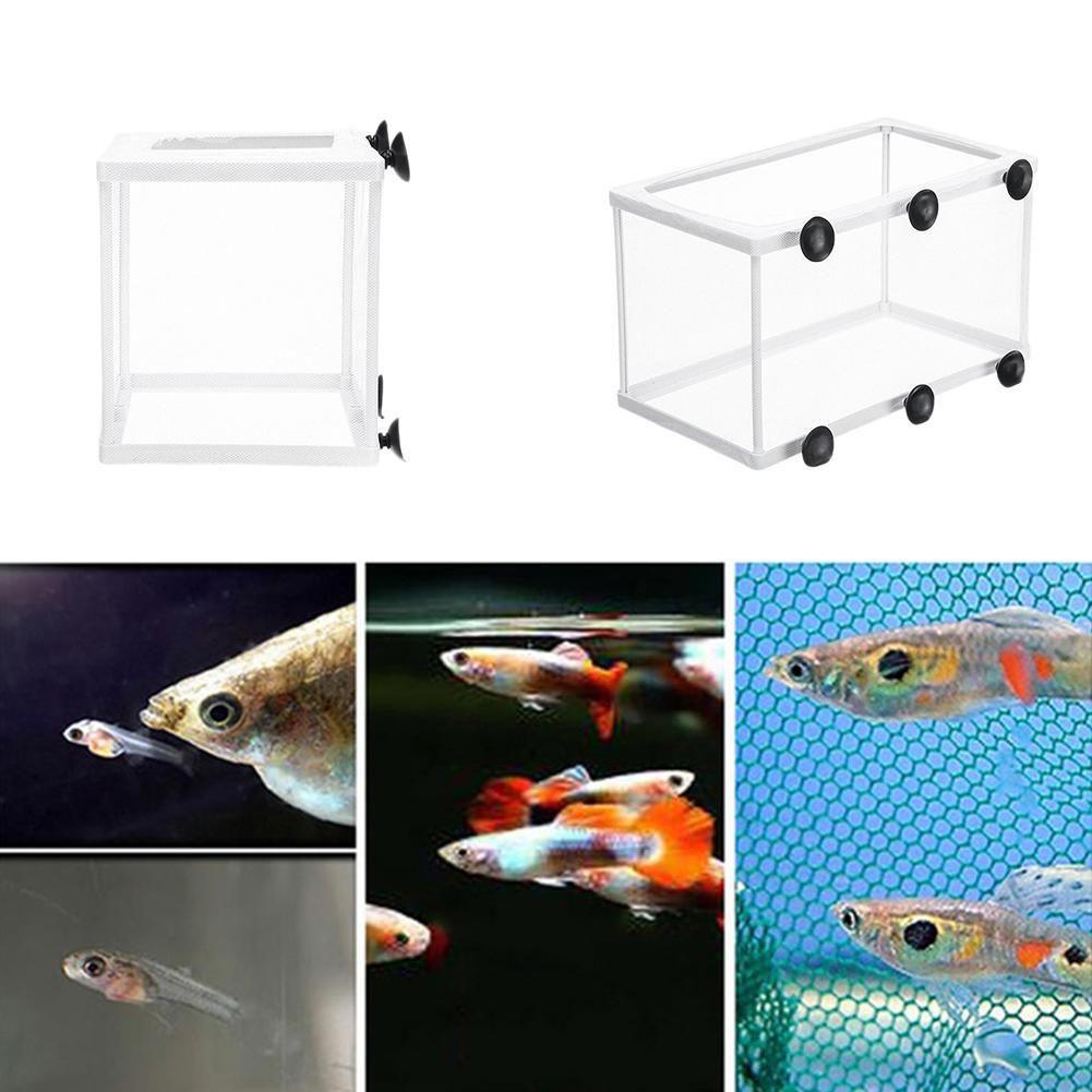 Kotak Isolasi Hatchery untuk A - Aquarium Fish Jar ulasan dan harga