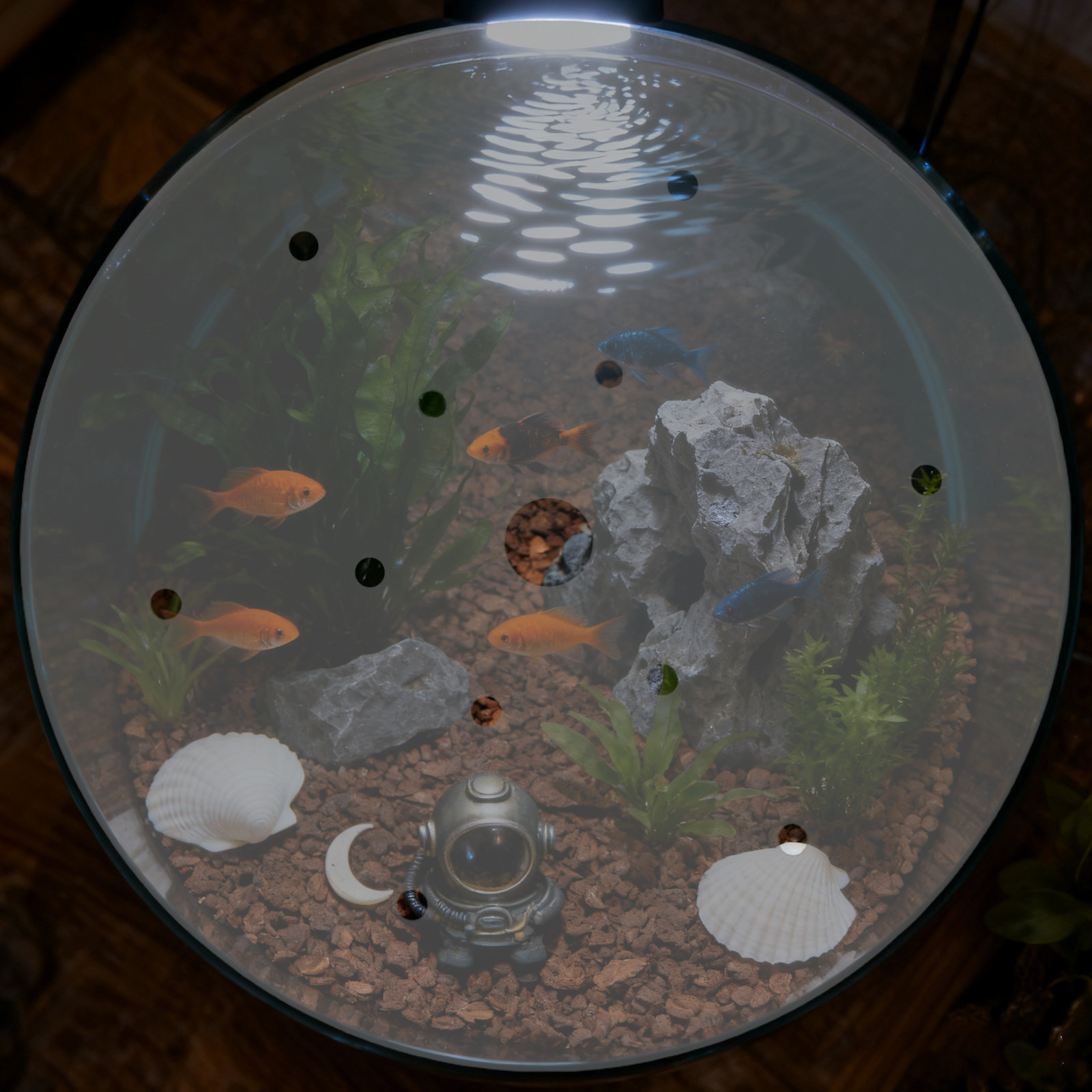 Penutup Akuarium Akrilik Bulat - Aquarium Fish Jar ulasan dan harga