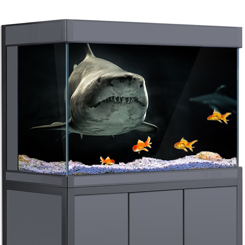 Latar Belakang Akuarium 3D Hiu - Aquarium Fish Wallpaper Hd ulasan dan harga